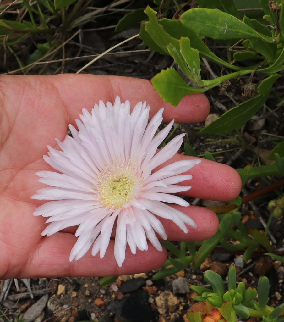 Rosy Brightfig from 11th Avenue & Horison Street, Mossel Bay on