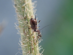 Uroleucon picridis