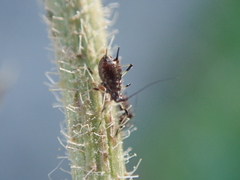 Uroleucon picridis