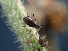 Uroleucon picridis