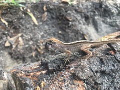 Anolis sagrei
