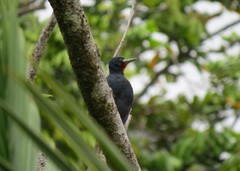 Melanerpes portoricensis