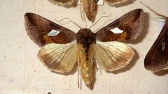 Autographa bractea