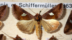 Autographa bractea