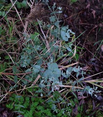 Eucalyptus gunnii