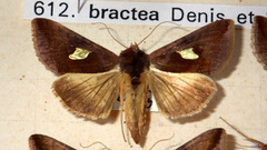 Autographa bractea