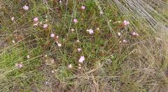 Lampranthus pauciflorus