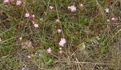 Lampranthus pauciflorus