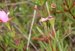 Lampranthus pauciflorus