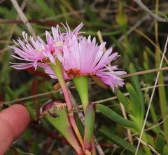 Lampranthus pauciflorus