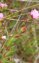 Lampranthus pauciflorus