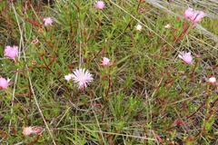 Lampranthus pauciflorus