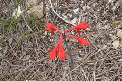 Cyrtanthus fergusoniae