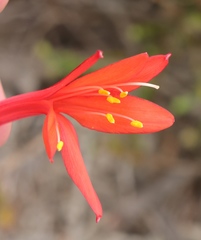 Cyrtanthus fergusoniae