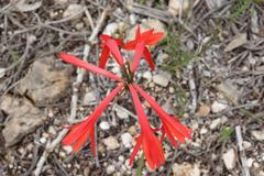 Cyrtanthus fergusoniae