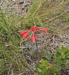 Cyrtanthus fergusoniae