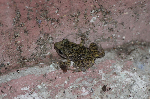 Eleutherodactylus guttilatus