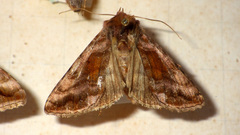 Autographa jota