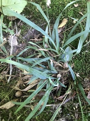 Carex gracillima