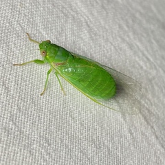 Chlorocysta vitripennis