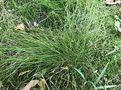 Carex pensylvanica