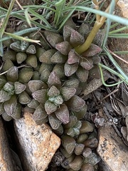 Anacampseros subnuda subnuda