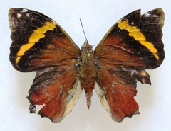 Opsiphanes quiteria