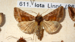 Autographa jota