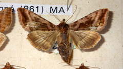 Autographa jota