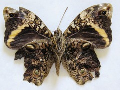 Opsiphanes quiteria