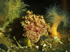 Dendronotus lacteus
