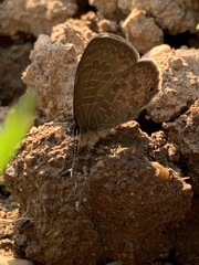 Prosotas nora ardates