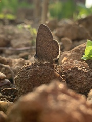 Prosotas nora ardates