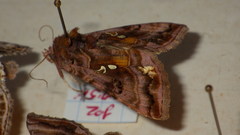 Autographa pulchrina