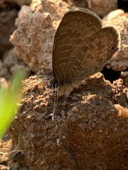 Prosotas nora ardates