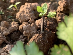 Prosotas nora ardates