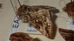 Autographa pulchrina
