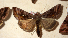 Autographa pulchrina