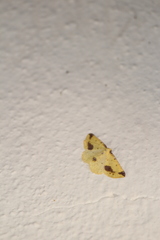 Periclina apricaria