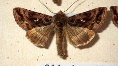 Autographa pulchrina