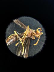 Polistes arizonensis