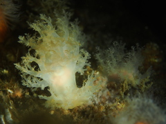Dendronotus lacteus