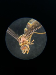 Polistes arizonensis