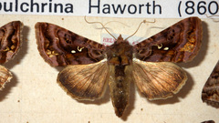 Autographa pulchrina