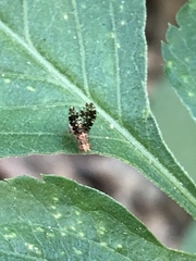 Homoneura trypetoptera