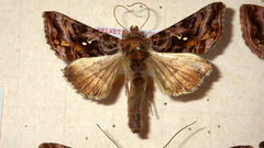 Autographa pulchrina
