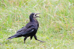 Rook photo 2
