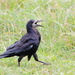 Rook - Photo (c) Александр Гончаров, some rights reserved (CC BY-NC), uploaded by Александр Гончаров
