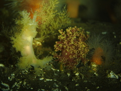 Dendronotus lacteus