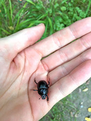 Anoplotrupes stercorosus